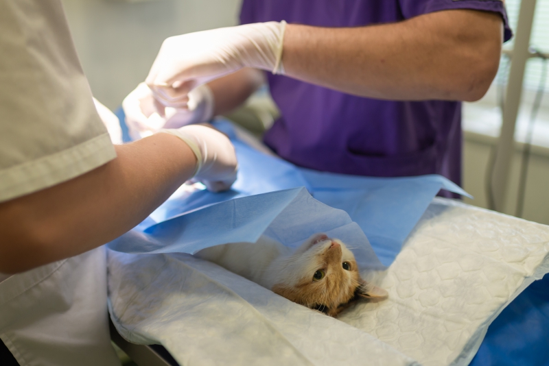 veterinaire-VILLENEUVE D ENTRAUNES-min_health-4385852